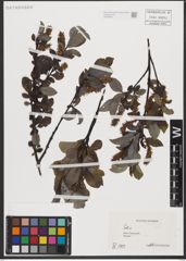 Foto von Salix L.